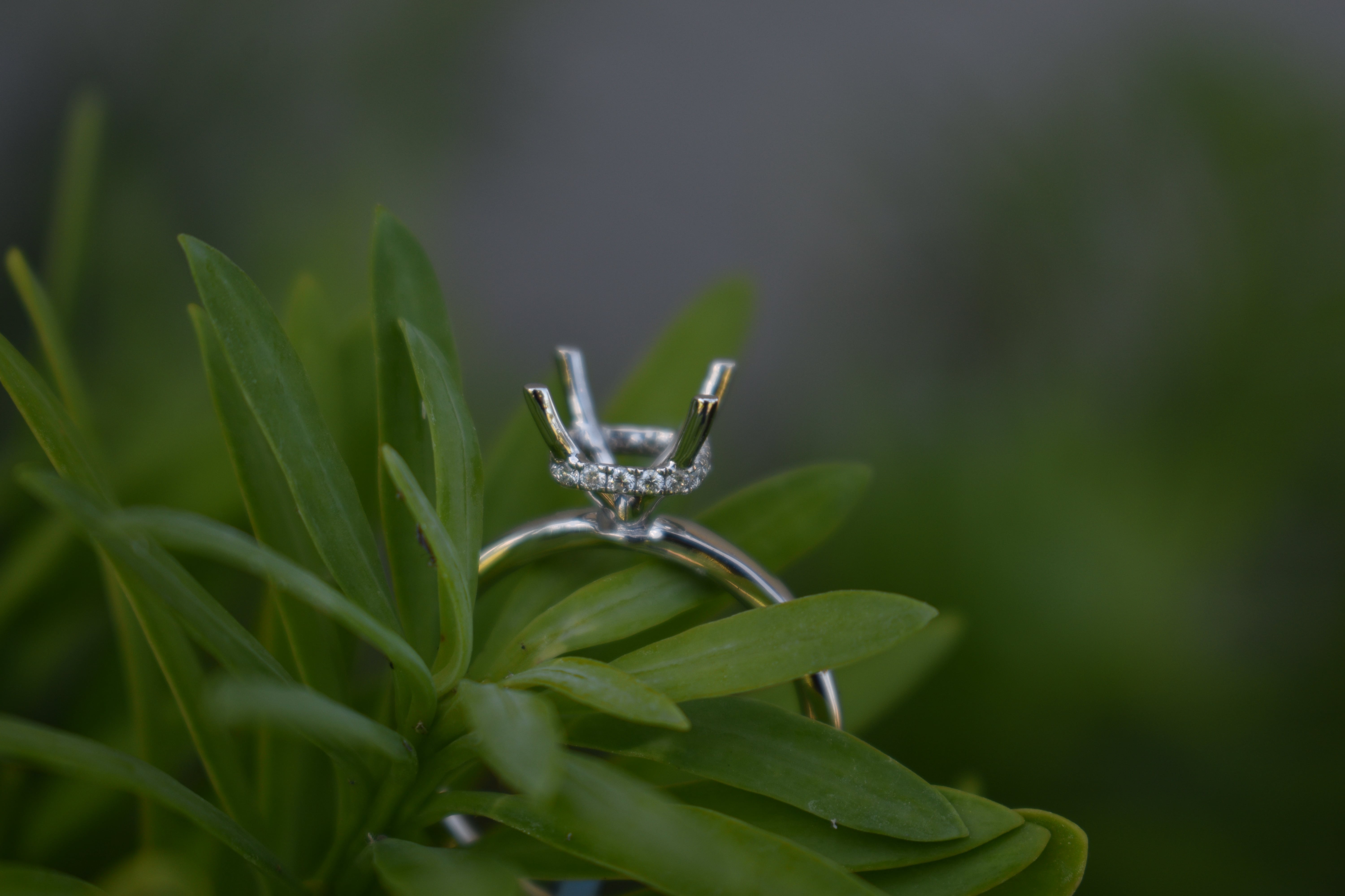 Silver ring mounting with a hidden diamond halo beneath empty prongs, delicately placed within the bright green leaves of a succulent plant