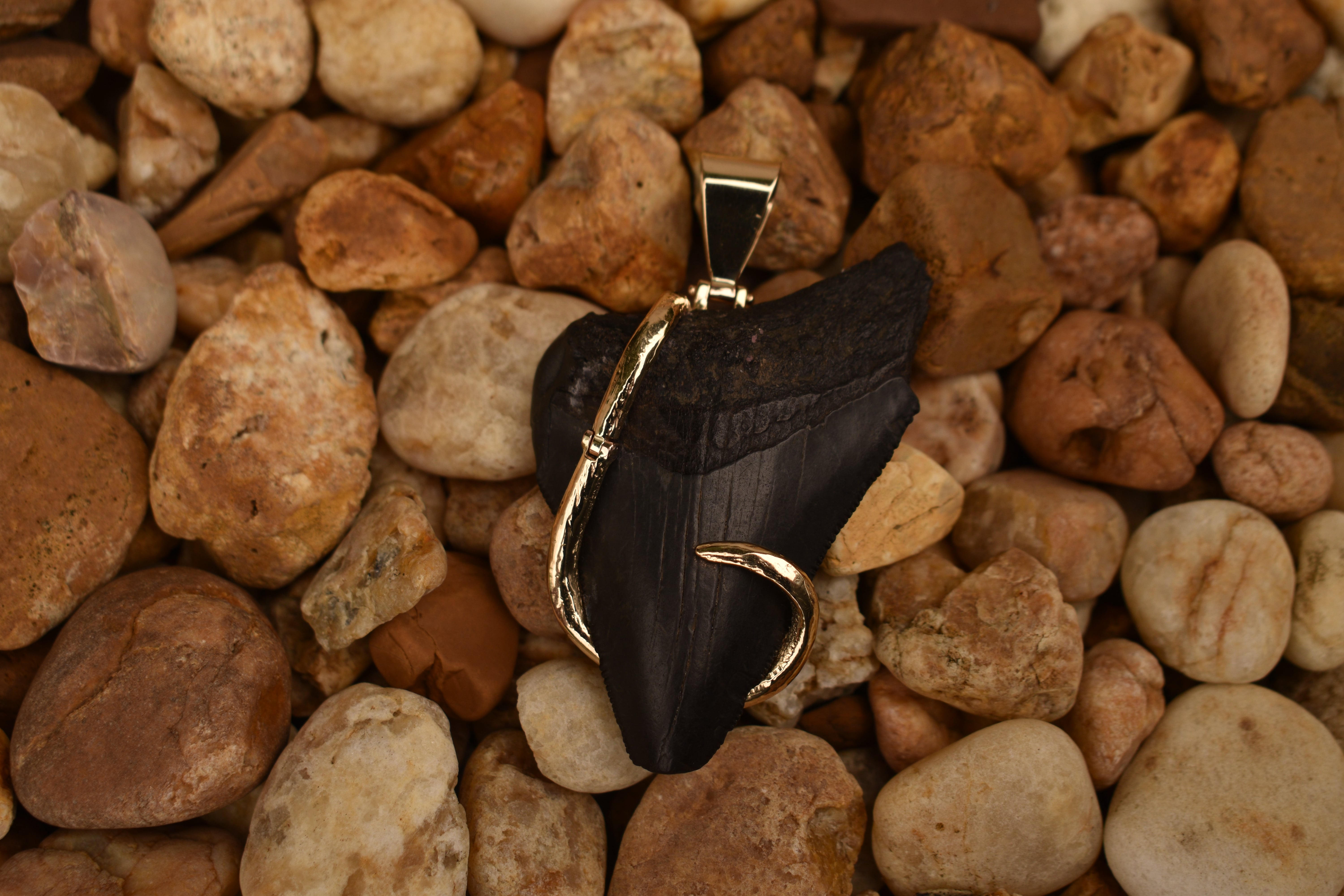 Fossilized black shark tooth pendant wrapped in a polished gold wire setting, displayed on a bed of smooth brown and tan river stones
